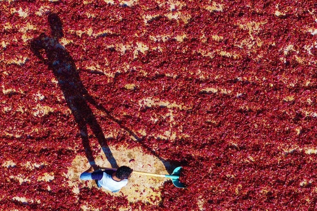 Tarladan sofraya pul biberin renk ve emek yüklü yolculuğu